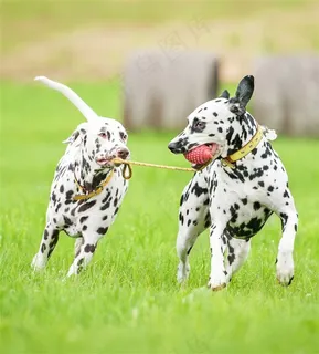 两头玩耍的大麦町犬狗狗图片