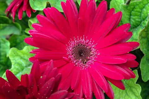 枚红色菊花花朵图片 枚红色菊花花朵图片