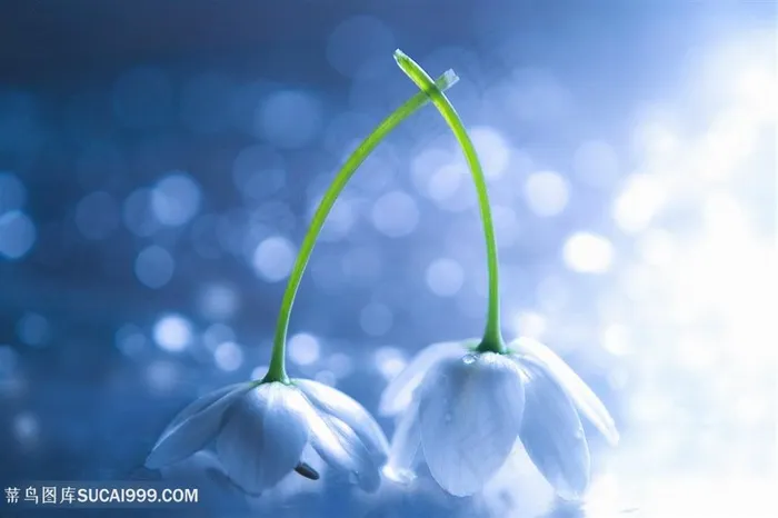唯美梦幻洁白小花鲜花图片