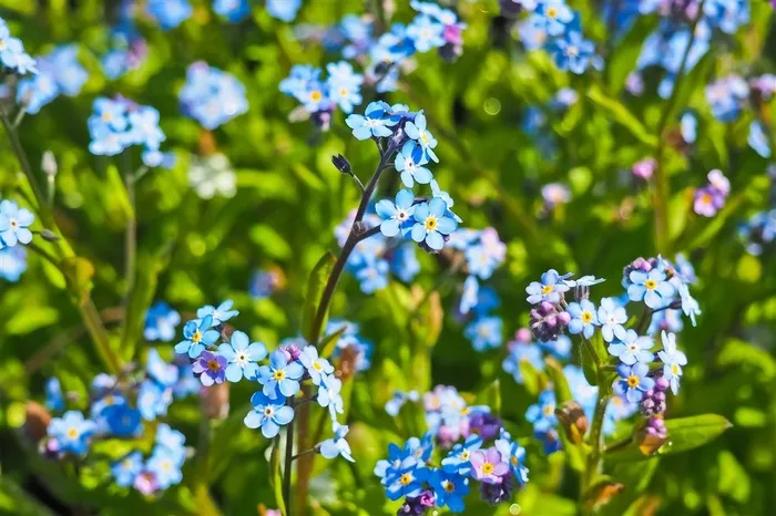 春天的蓝色小花