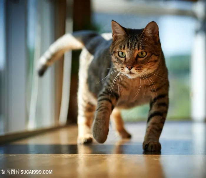 房间里的宠物猫咪图片