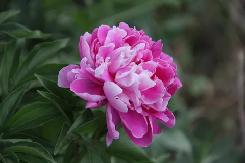 草本牡丹图片 草本牡丹图片