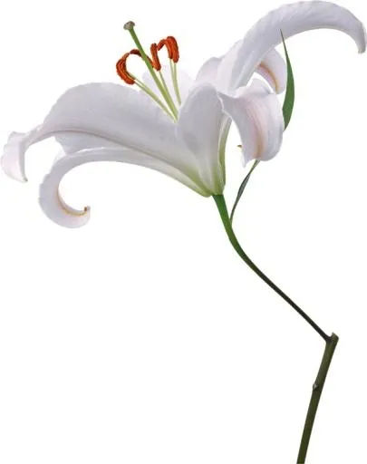 百合花免抠(600x758)