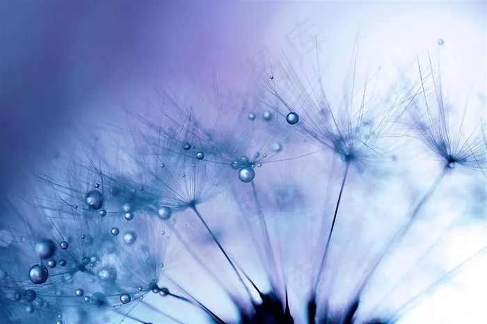唯美水珠蒲公英鲜花图片