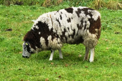 绵羊低头吃草图片