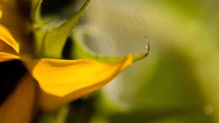 花叶风光  