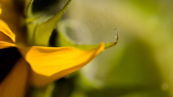 花叶风光   花叶风光