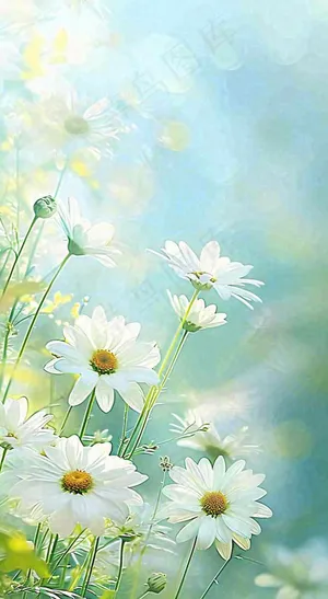 绿色清新野菊花特写春夏花朵摄影图