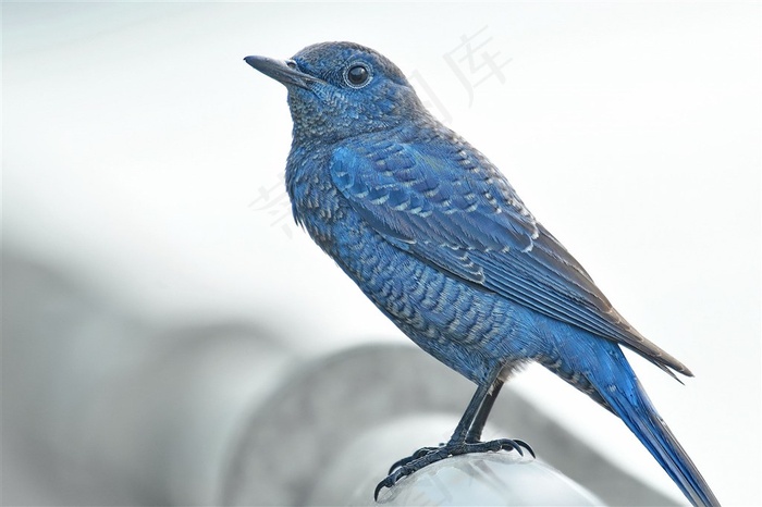蓝矶鸫摄影素材