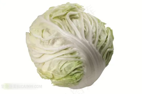 包头菜白菜高清素材
