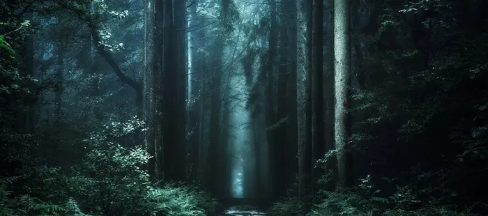 手绘绿色梦幻森林大自然海报banner背景