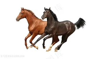 奔跑的两匹骏马图片
