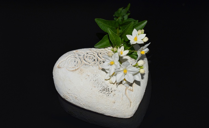 心 茉莉 花 开花 感情 爱 欢迎 