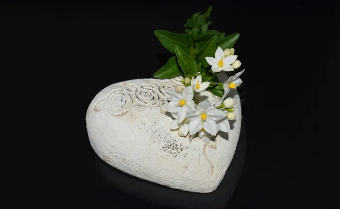 心 茉莉 花 开花 感情 爱 欢迎 