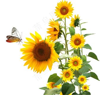 向日葵和蝴蝶去背图片