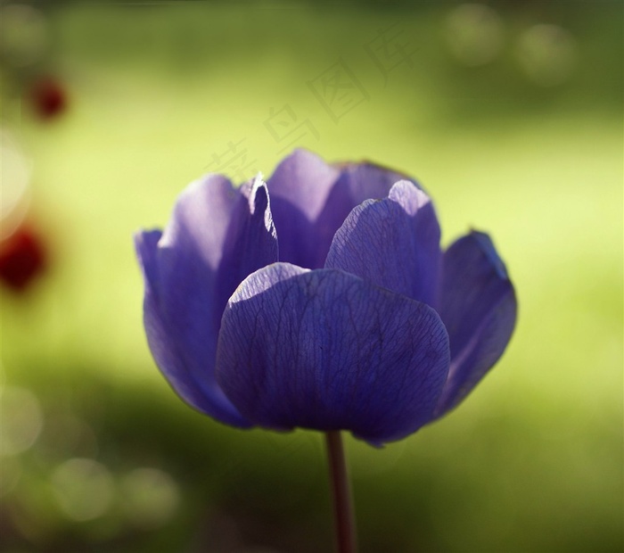 唯美蓝色鲜花图片