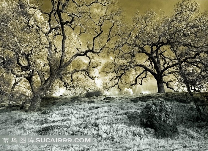 梦幻婚纱摄影背景素材