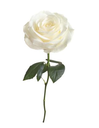 白玫瑰 玫瑰花 白色 免扣素材