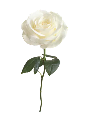 白玫瑰 玫瑰花 白色 免扣素材