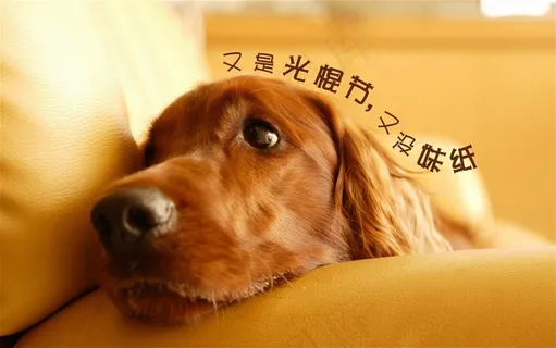 孤单单身汪图片