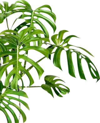 免扣绿色植物素材装饰