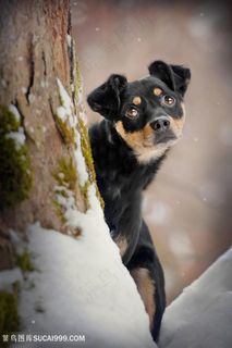 雪地里眼神哀伤的狗狗摄影图片