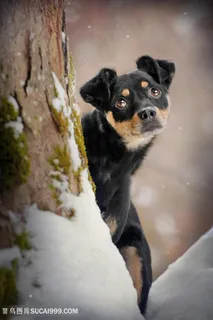 雪地里眼神哀伤的狗狗摄影图片