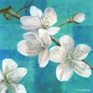 唯美兰花白色花卉插画 唯美兰花白色花卉插画