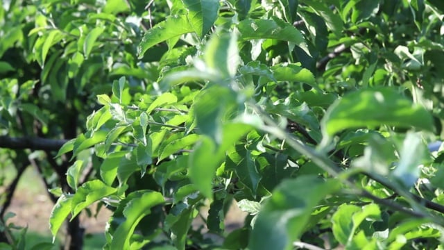 树, 叶子, 花园, 性质, 水果, 苹果, 绿色, 树木