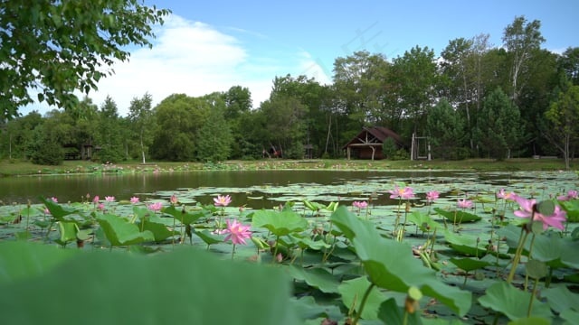 花朵, 莲花, 花瓣, 水生植物, 树叶, 叶子, 湖