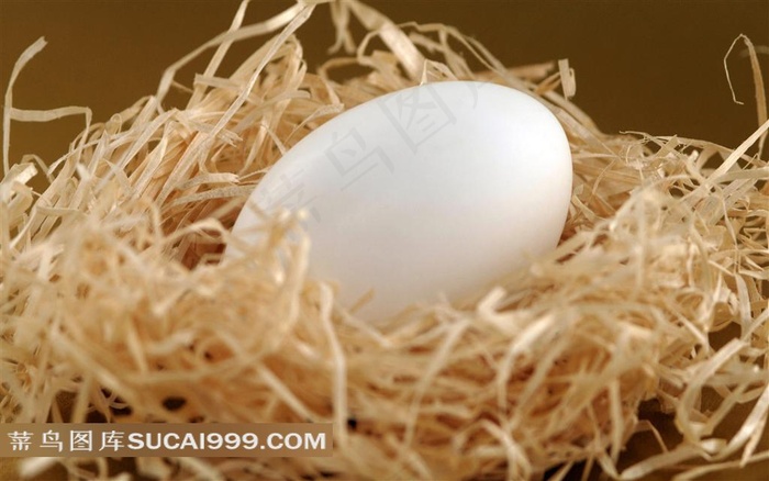 鸡蛋鸡窝素材