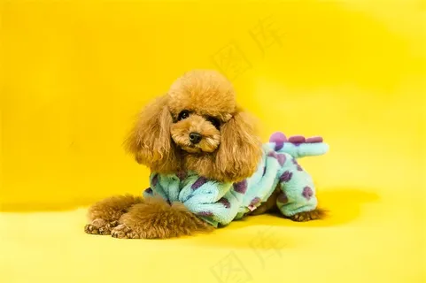 漂亮的小狗摄影素材