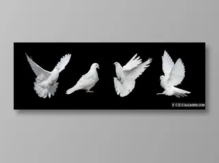 白色和平鸽素材鸽子图片素材