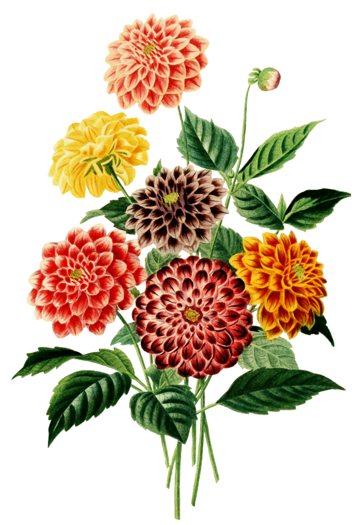 复古手绘植物花卉插画 免抠
