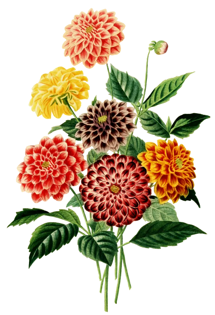 复古手绘植物花卉插画 免抠