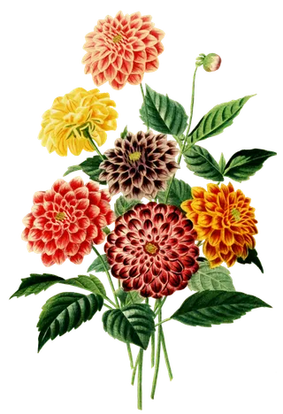 复古手绘植物花卉插画 免抠