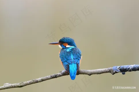 高清摄影站在树枝上的翠鸟特写图片 高清摄影站在树枝上的翠鸟特写图片