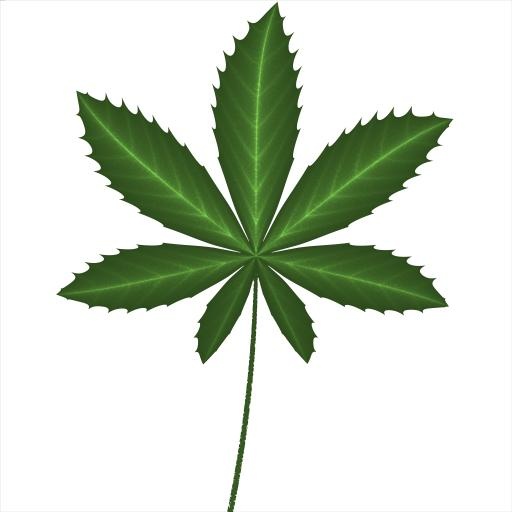 大麻PNG免抠(8192x8192)