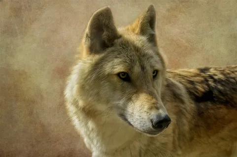 唯美野生动物温暖的狼图片