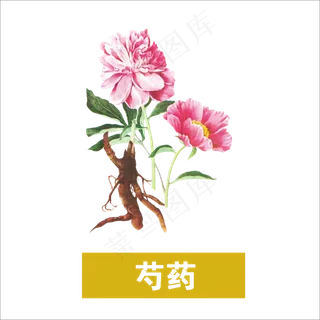 手绘草本中药药材芍药