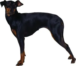 狗 PNG免抠