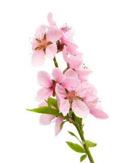 鲜花玫瑰免扣素材