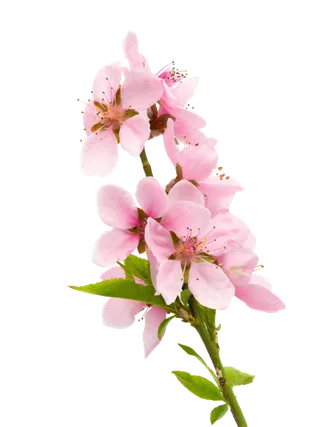 鲜花玫瑰免扣素材