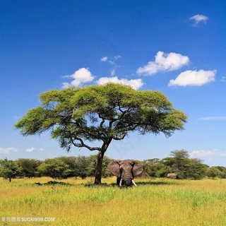 野生动物蓝天白云与泰国大象图片