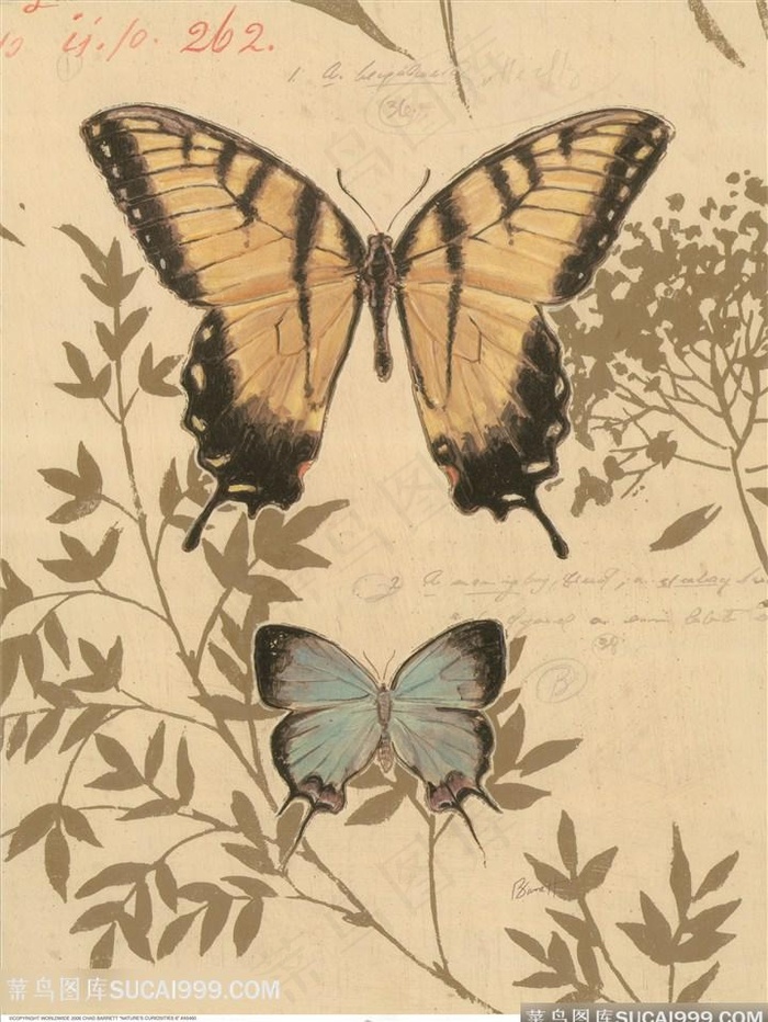 欧式花与蝴蝶装饰画