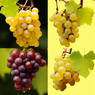 葡萄藤上的葡萄水果摄影图