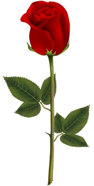 玫瑰 PNG免抠(305x600)