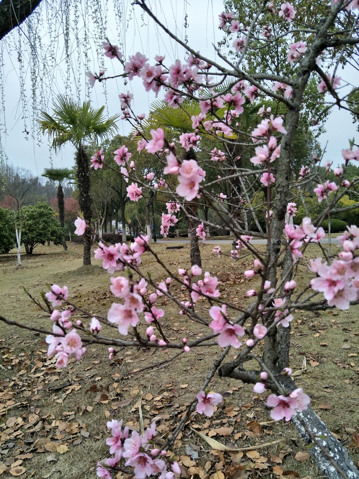 可爱的小花花