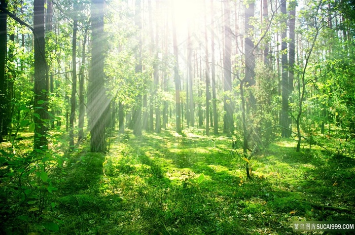 森林里的阳光