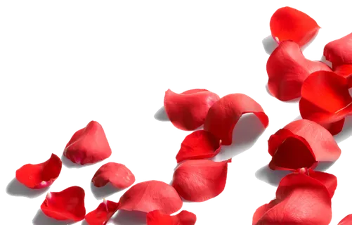 花瓣装饰情人节